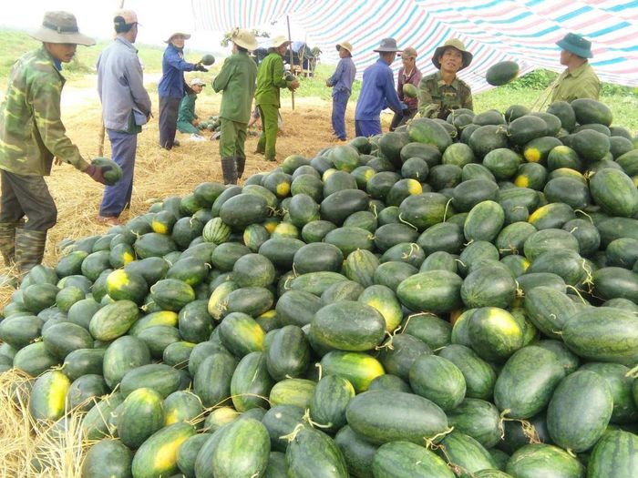 Dưa hấu Hàm Ninh Quảng Bình, ngọt ngào như trái tim miền Trung 5