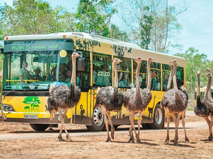 Lịch trình khám phá Vinpearl Safari Phú Quốc - Nơi có khu vườn thú hoang dã lớn nhất Việt Nam 8