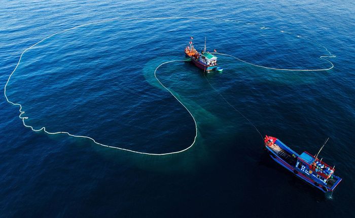 Những cảnh quay lôi cuốn từ mùa cá cơm Phú Yên lần thứ mười một