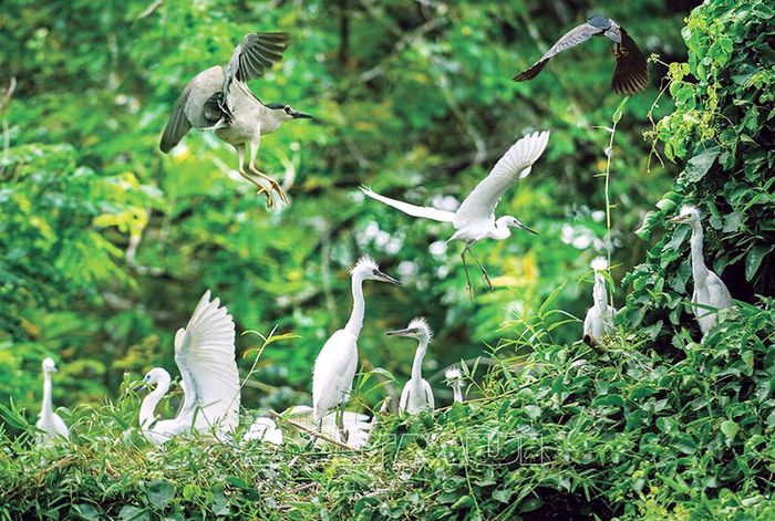 Trải nghiệm Vườn cò Tân Long - khám phá không gian thiên nhiên yên bình, phong phú 2