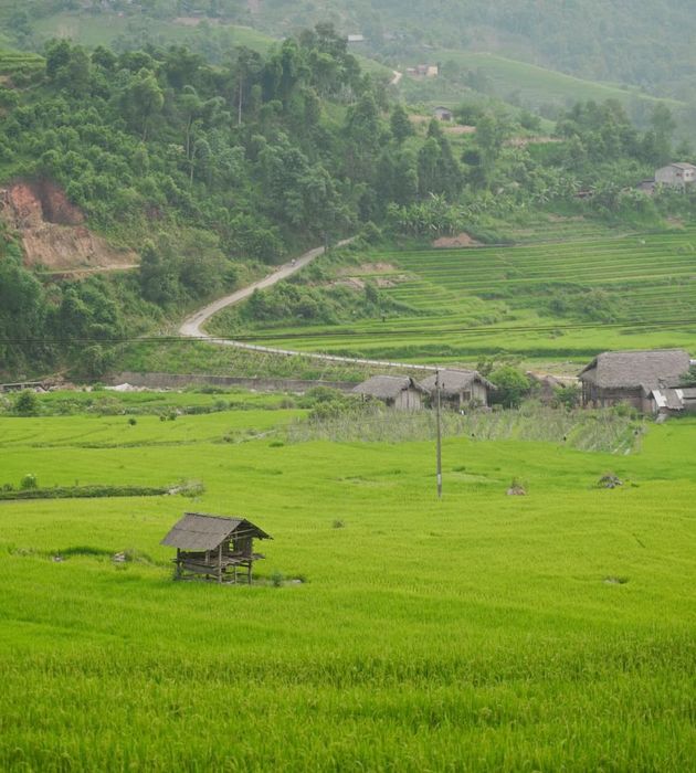 Sapa trong tháng 7 rực rỡ với mùa lúa Nậm Cang bao phủ xung quanh bản làng