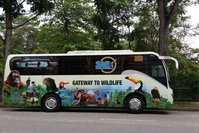 Thăm hai ‘kỳ quan’ gấu trúc ở Singapore Zoo