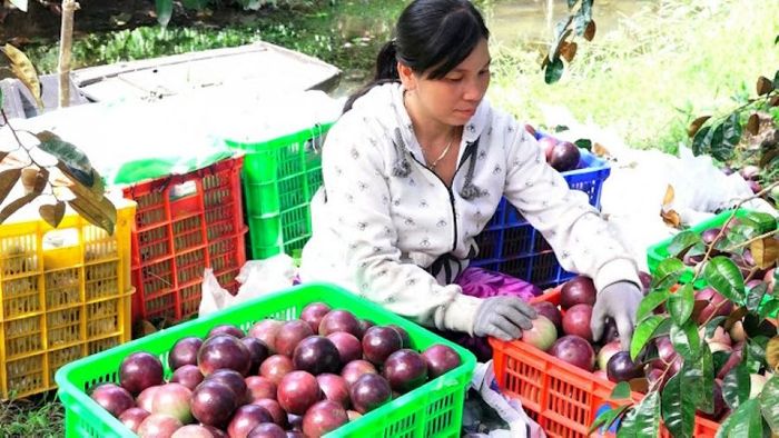 Hương vị ngọt lịm, dịu nhẹ của vú sữa tím Xuân Hòa là điều bạn không thể bỏ qua.