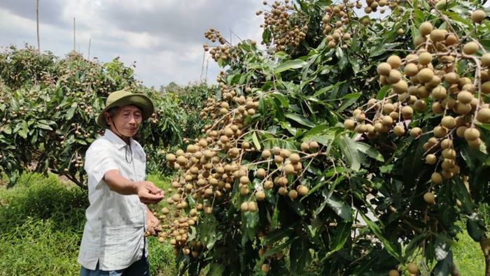 Nhãn xuồng cơm vàng Vĩnh Châu, hương vị ngọt ngào không thể quên, sẽ mãi làm say lòng những ai đã thưởng thức.