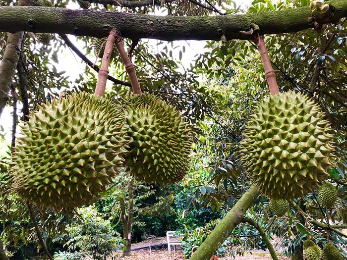 Vườn Quốc gia Hoàng Liên, trung tâm của sự đa dạng sinh học với nhiều điểm tham quan huyền thoại.