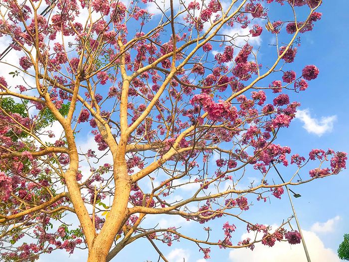 Trầm ngâm đường hoa kèn hồng Sóc Trăng với vẻ đẹp như cảnh tiên