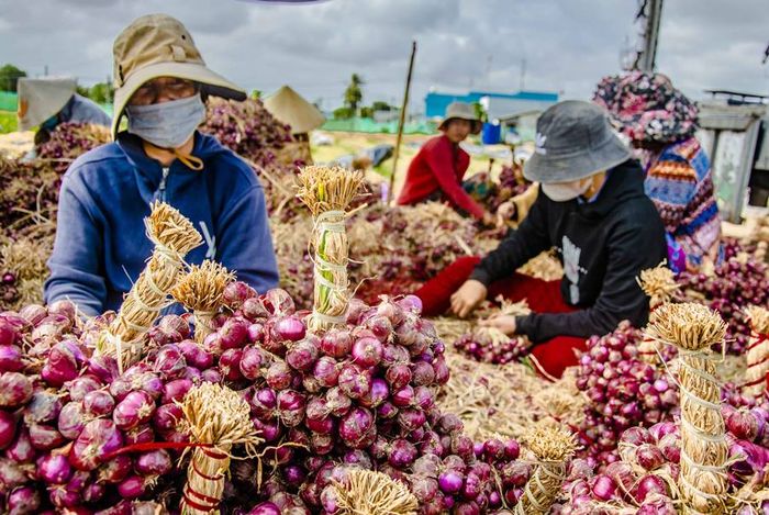 Hành tím Vĩnh Châu, một nông sản nổi tiếng của tỉnh Sóc Trăng