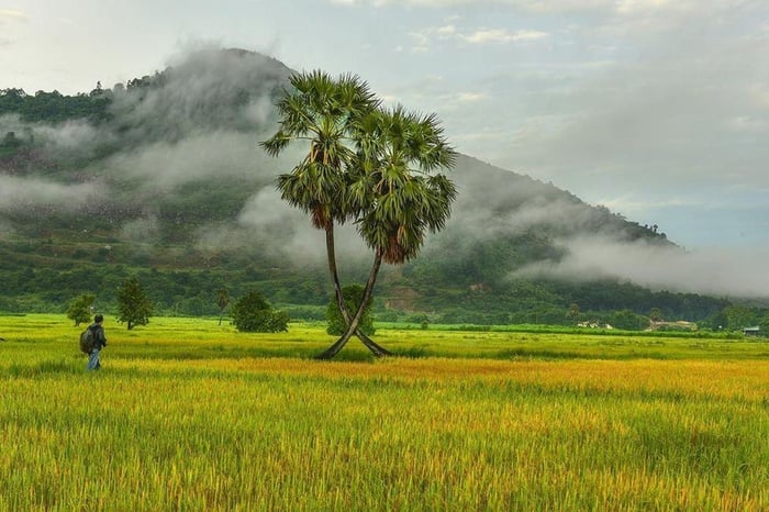 Cây thốt nốt hình trái tim Tây Ninh, biểu tượng tình yêu độc đáo 2