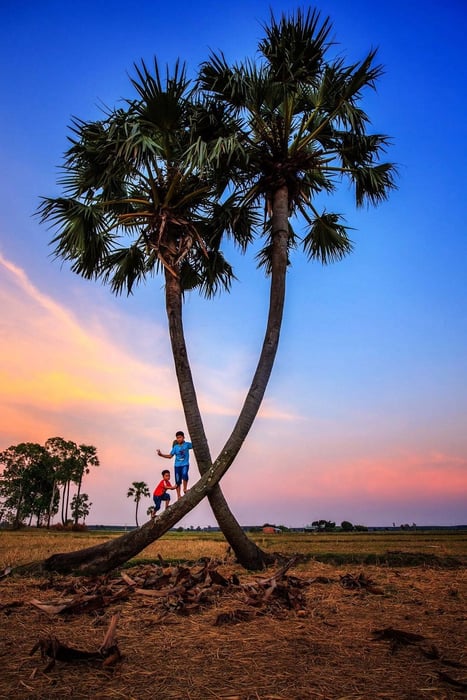 Cây thốt nốt trái tim Tây Ninh, biểu tượng tình yêu độc đáo 8