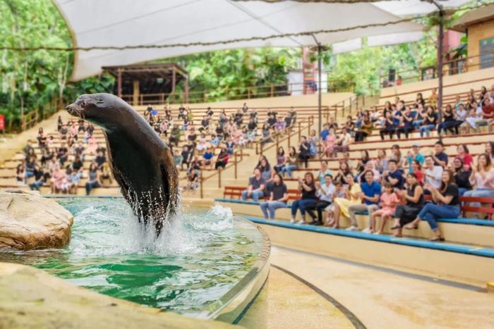 Hãy đến Singapore Zoo để thăm hai 'bạn quốc bảo' đáng yêu của chúng ta, hai chú gấu trúc