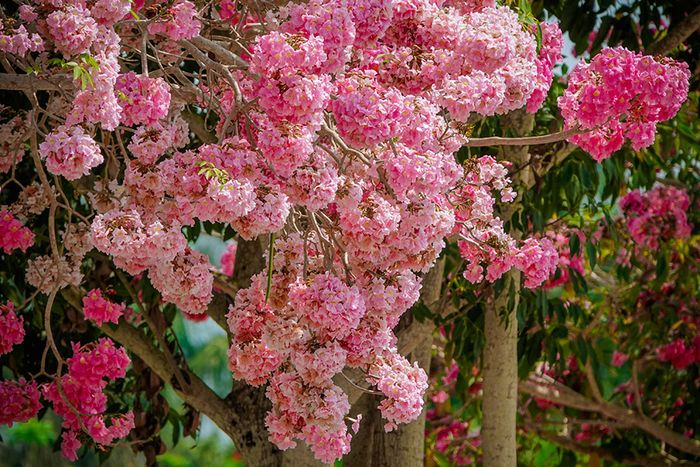 Thán phục vẻ đẹp độc đáo của đường hoa kèn hồng Sóc Trăng