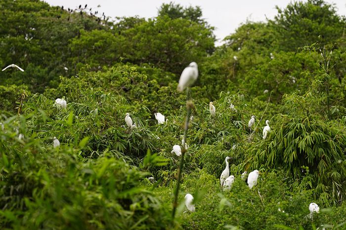 Trải nghiệm Vườn cò Tân Long - khám phá không gian thiên nhiên yên bình, phong phú 4