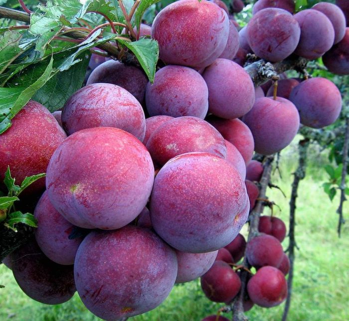 Sapa quanh năm với khung cảnh đổi thay gây nghiện lòng người 8