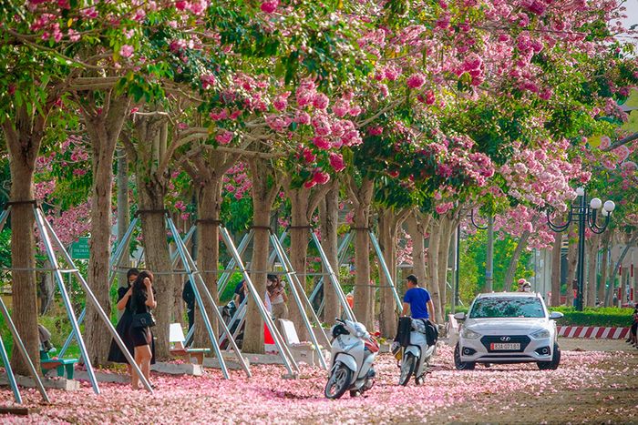 Trầm ngâm đường hoa kèn hồng Sóc Trăng với vẻ đẹp như cảnh tiên