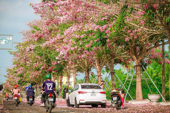 Trầm ngâm vẻ đẹp đặc biệt của đường hoa kèn hồng Sóc Trăng
