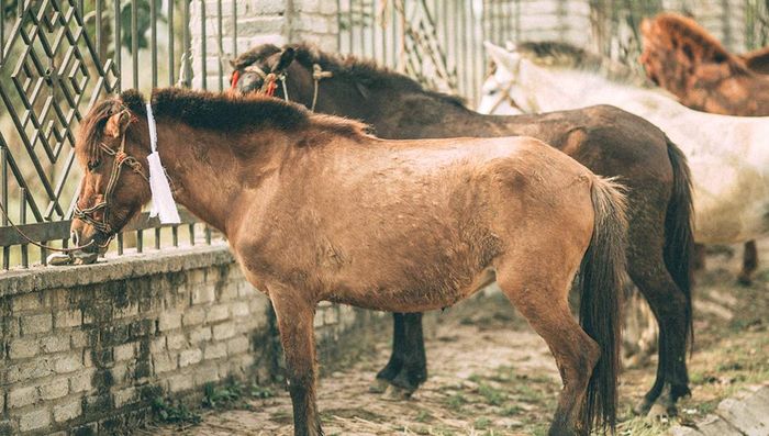 Khám phá sự độc đáo của chợ phiên Bắc Hà - nơi giữ lại vẻ đơn sơ đặc trưng của miền núi sơn cước