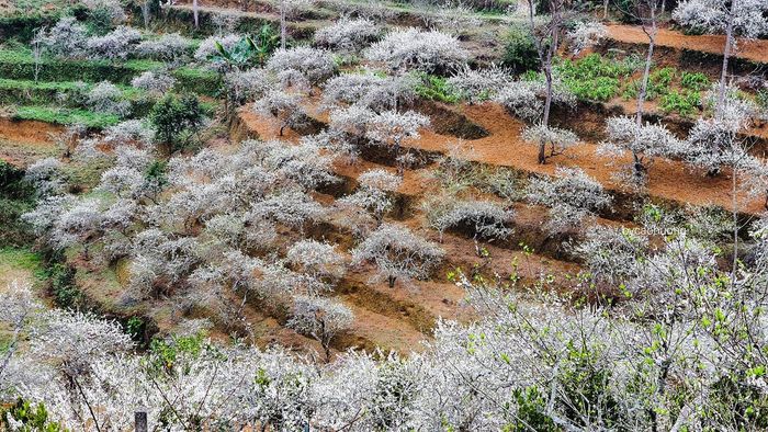 Bắc Hà - Vẻ đẹp hấp dẫn, quyến rũ lòng người du khách trước vẻ đẹp của cao nguyên trắng 5