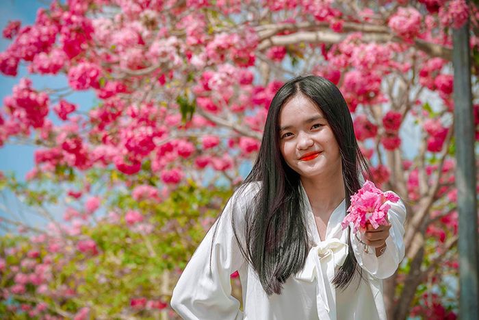 Trầm ngâm vẻ đẹp độc đáo của đường hoa kèn hồng Sóc Trăng