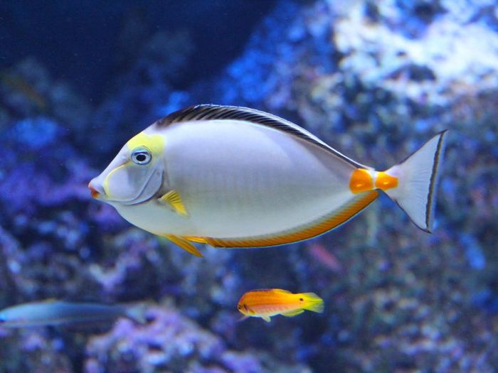 Khám phá đại dương thu nhỏ tại S.E.A Aquarium Singapore 12