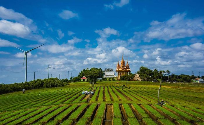 Hành tím Vĩnh Châu, một nông sản nổi tiếng của tỉnh Sóc Trăng