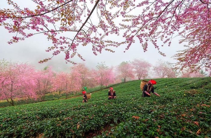 Vẻ đẹp của Sapa trong mùa đông được thể hiện qua những bức ảnh đậm chất nghệ thuật 10