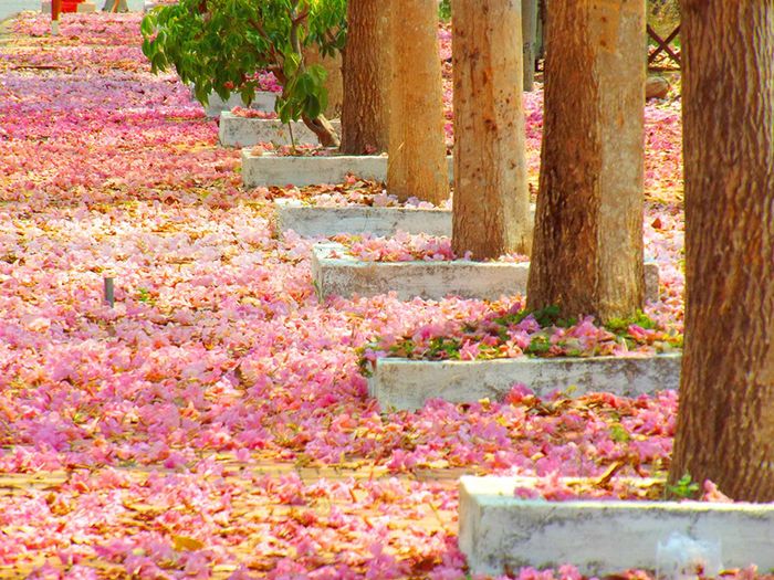 Thán phục vẻ đẹp đặc biệt của đường hoa kèn hồng Sóc Trăng