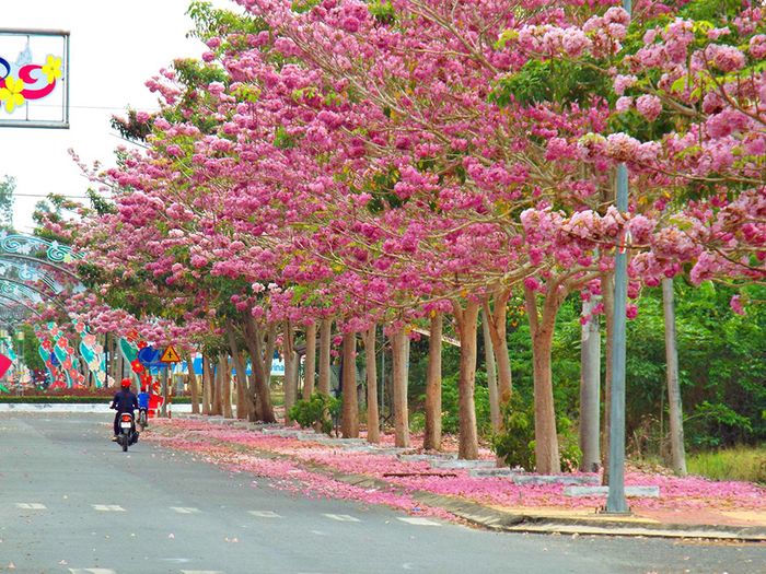 Trầm ngâm đường hoa kèn hồng Sóc Trăng với vẻ đẹp như cảnh tiên cảnh