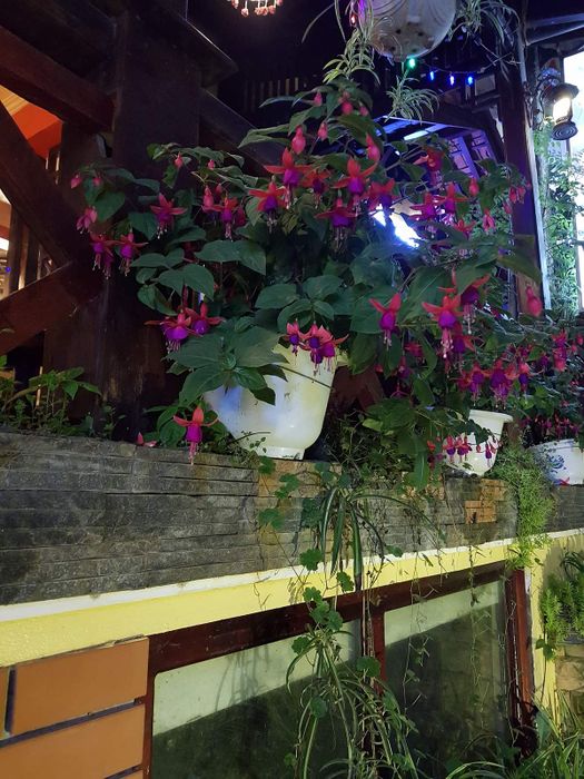 Anise Sapa Restaurant - Địa điểm ăn uống kiểu Âu lãng mạn, thu hút từng vị khách đặt chân đến Sapa.