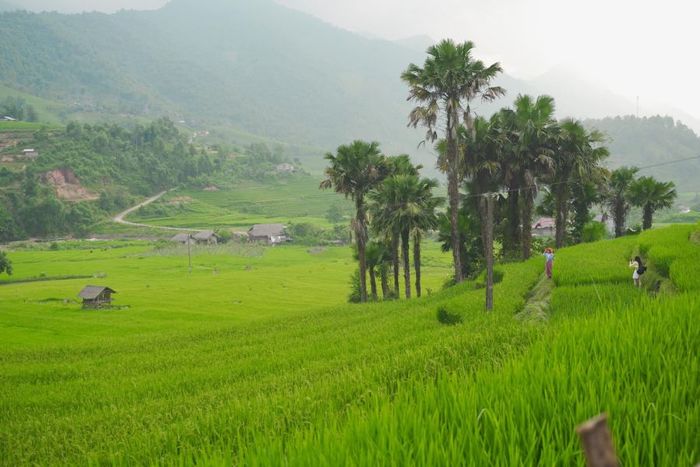 Sapa tháng 7 tuyệt đẹp bên mùa lúa Nậm Cang bao phủ xung quanh bản làng