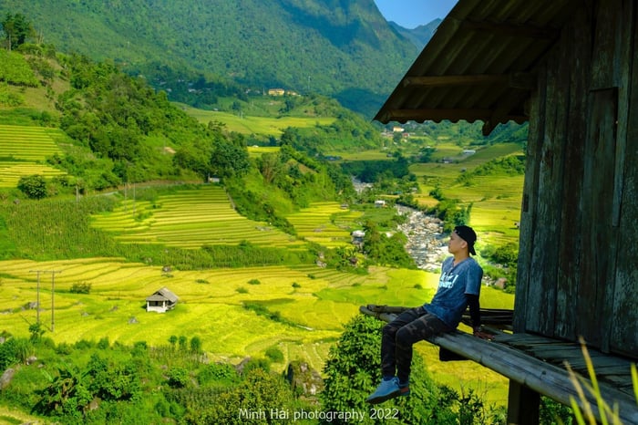 Mùa lúa chín ở Nậm Cang, hấp dẫn lòng người 5