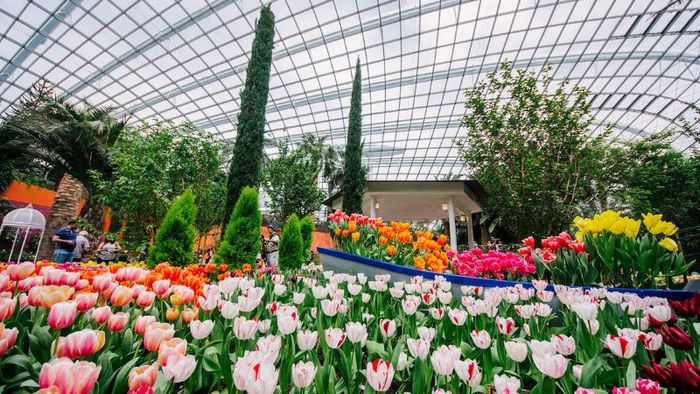 Gardens by the Bay, khu vườn nhân tạo quy mô lớn tại Singapore 3