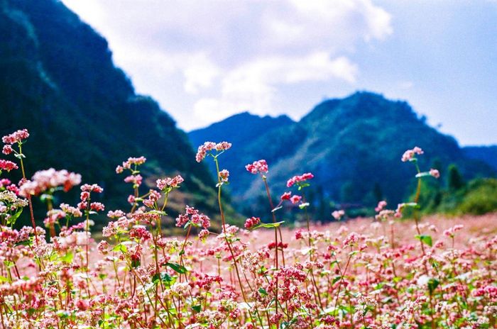 Đường hướng lên thiên đường Sapa - Nơi hòa mình vào mây trời cao vút 7