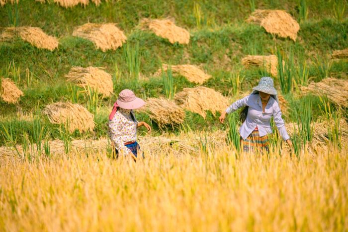 Trải nghiệm Săn Mùa vàng Y Tý cùng Bùi Ngọc Công 5