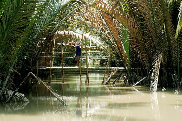 Khám phá vẻ đẹp của Cù Lao Dung với nguồn cá tôm phong phú và những cây trái ngọt ngào