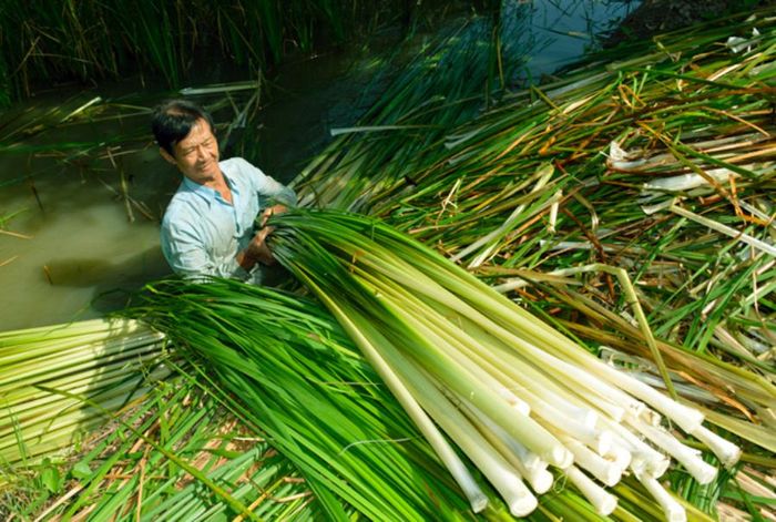 Top những nghề truyền thống ở Cà Mau mà có thể bạn chưa biết (phần 4)