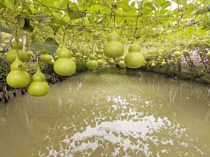 Hãy ghé thăm Thủy hoa viên Tây Ninh để trải nghiệm ngàn góc sống ảo, thu hút triệu lượt thích