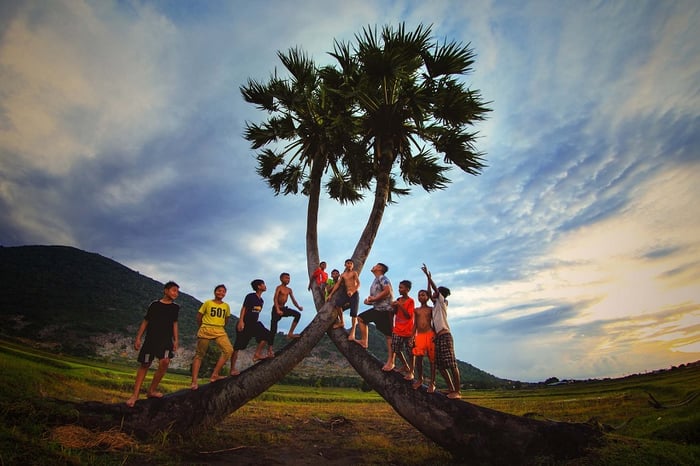 Cây thốt nốt trái tim Tây Ninh, biểu tượng tình yêu độc đáo 9