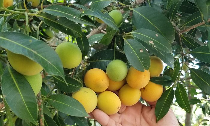 Khám phá mùa thanh trà độc đáo tại xứ Bình Minh, Vĩnh Long