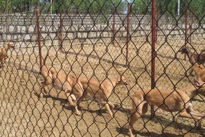 Trường đua chó Vũng Tàu - Điểm tham quan độc đáo, thú vị bạn không nên bỏ qua 10