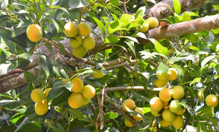 Khám phá mùa thanh trà đặc biệt tại xứ Bình Minh, Vĩnh Long
