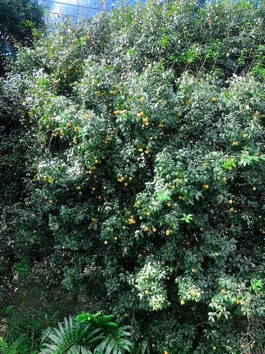 Khám phá vẻ độc đáo của mùa thanh trà ở Bình Minh, Vĩnh Long