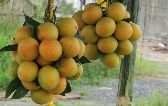 Lựa chọn đặc sản từ Vĩnh Long để mang về làm quà với sự ngon, bổ, và tiết kiệm.