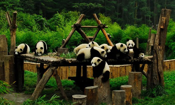 Đô Giang Yển, một điểm đẹp giữa lòng Thành Đô.