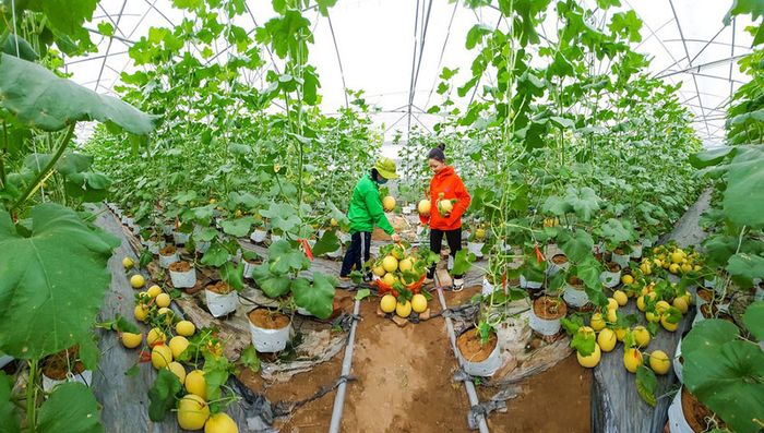 Trải nghiệm đặc biệt tại Vĩnh Long