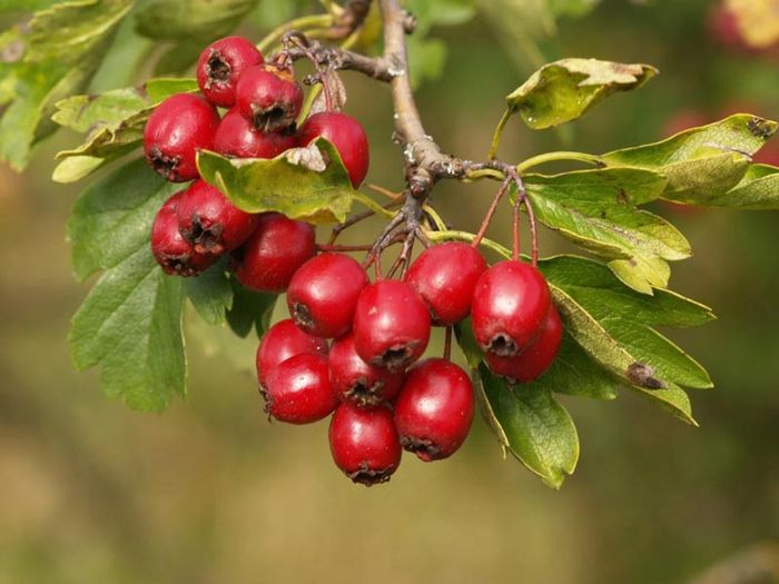 Kẹo hồ lô - một món ăn quen thuộc trong các bộ phim kiếm hiệp của Trung Quốc.