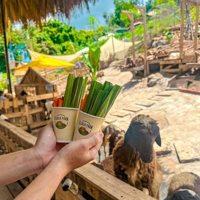 Ulala Farm cạnh biển Vũng Tàu, nơi bạn có thể tương tác với những chú thú cưng đáng yêu.