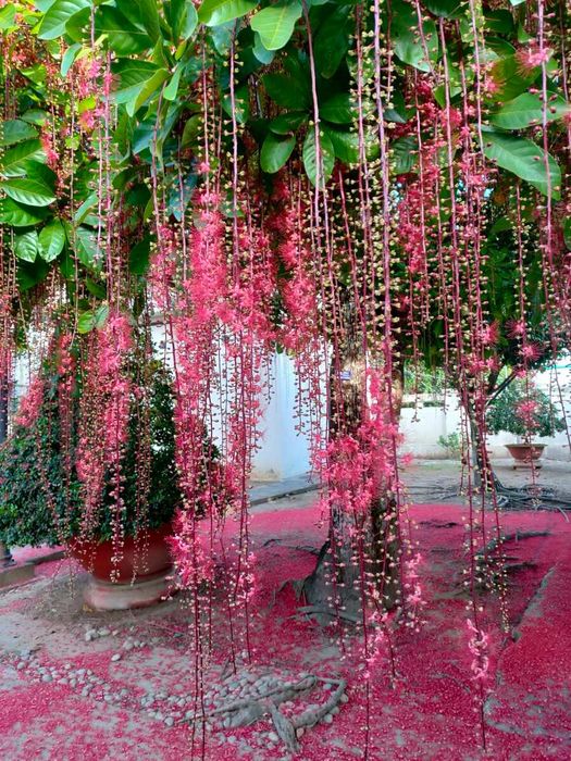 Mùa hoa Lộc Vừng Vĩnh Long và những kinh nghiệm du lịch độc đáo