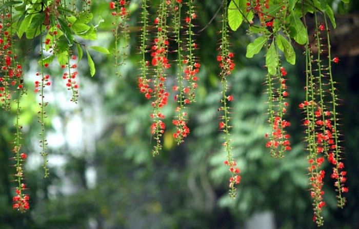 Mùa hoa Lộc Vừng Vĩnh Long và những trải nghiệm du lịch đặc sắc 6