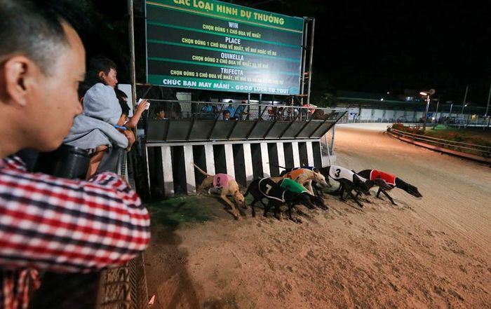 Trường đua chó Vũng Tàu - Điểm tham quan độc đáo, thú vị bạn không nên bỏ lỡ 5