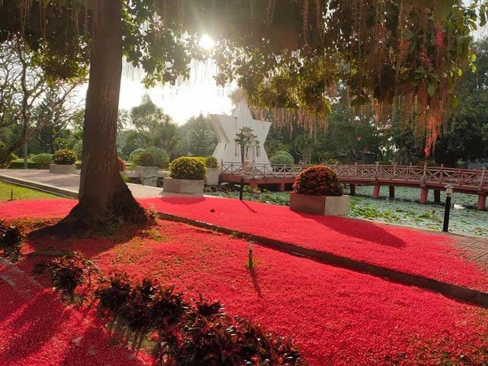 Mùa hoa Lộc Vừng Vĩnh Long và những trải nghiệm du lịch độc đáo 4